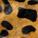 Leopardo tonos dorados